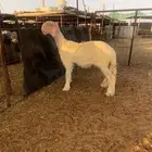 طلي عيسي نادر ارتفاع وبراص فاخر .