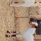تيوس مرباه