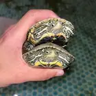 سلاحف برمائيه وسمك زينه مولي