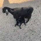 للبيع معزا 4 تحتها 4 ثنتين متاويم و ثنتين دفيع