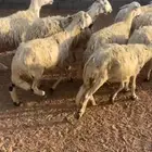 ضان صفر دفيع مراح