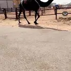 للبيع عشراء كفو تحتها بكره كفو علا بعير ابن زهيان