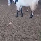عنز والد