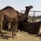 قعود