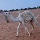 قصب