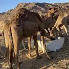 نياق عشاير