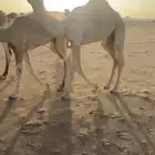 قعود طيب للبيع