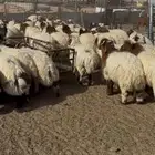 خرفان نعيم بلدي