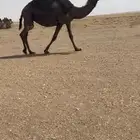 النياق المجاهيم لقحات على بعير اصفر طيب