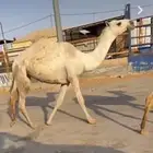 للبيع البكره القيه الرمانيه