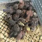 فروخ روز الوان مشكله (فروخ غر )