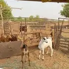 جفار فل شحم