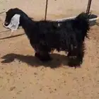 تيس جذع