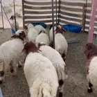 طليان ورخال نعيم حلال بري ونظيف ذبايح