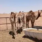نياق