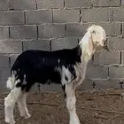 رخل صنف فاخره