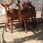 جفار جنوبية دهم الاب بورقوت كلهاري