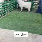 فحل مشروك اجم