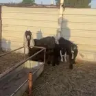 عنز متاوم عيالها ذبائح