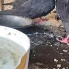 حمام جواز قلابي للبيع عل أسوم