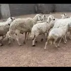 ضان دفيع بفحلها مراح