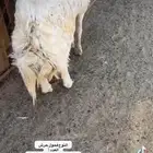 فحل رباع احرش