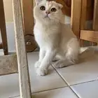 كيتن ذكر مسجل للبيع