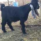 تيس عارضي فحل
