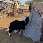 رخال ذبايح سمان ونضاف شرط الموقع الحناكيه