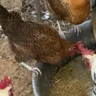دجاج فيومي ذهبي