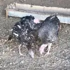 دجاج رومي