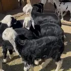 طليان نجد