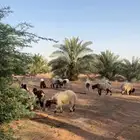 ذبائح نعيمي بلدي طيبه ذبح وتوصيل