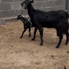 عنز ديره عليها 2