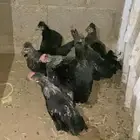 دجاج بلدي انتاج