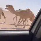 بكره شعلا كفو