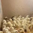 صيصان دجاج بلدي فواتح