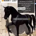 حصان شعبي أدهم
