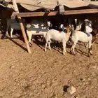 تيوس للبيع اعمارهن 5 شهور البهم طيب ظرمته برسيم وشعير
