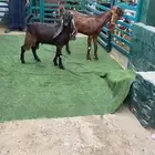 متبع ودافع