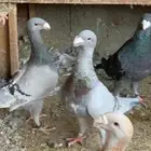 هومر بيوتي خوارج