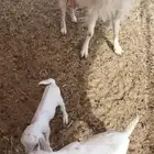 معزا للبيع مواليد