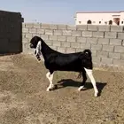 عنز