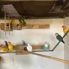 روز