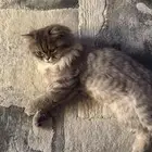 قطط للبيع