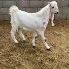 تيس
