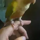 مفقود ببغاء كنيور