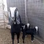 عنز معها تيس وجفره