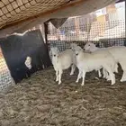 اربعه طليان طيبه اعمارهم فوق 6شهور