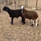 سواكن مرابي